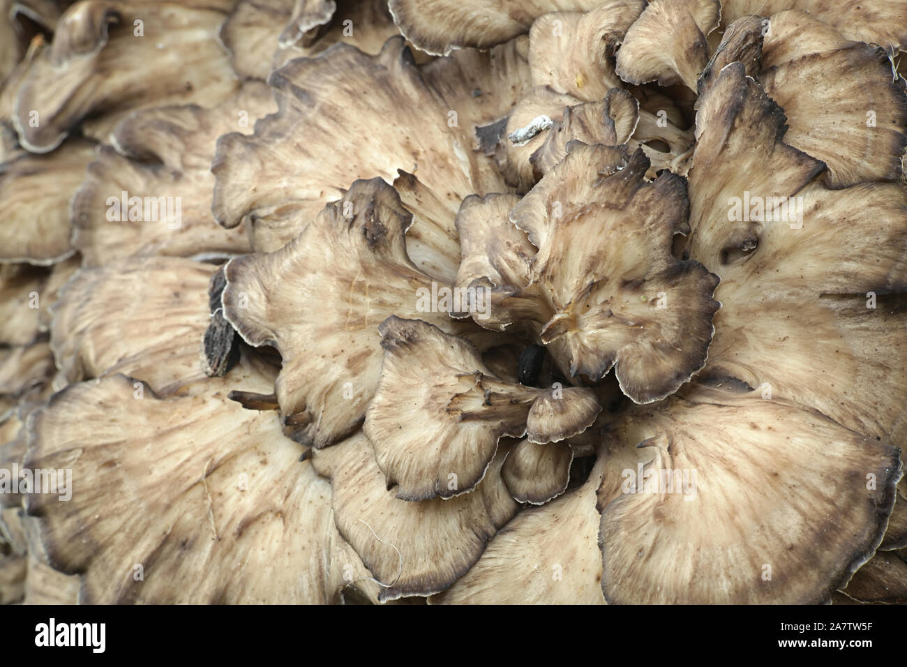 Grifola frondosa, connu sous le nom de maitake, poule des bois, ram's head et tête de mouton, widl champignon comestible à propriétés médicinales Banque D'Images