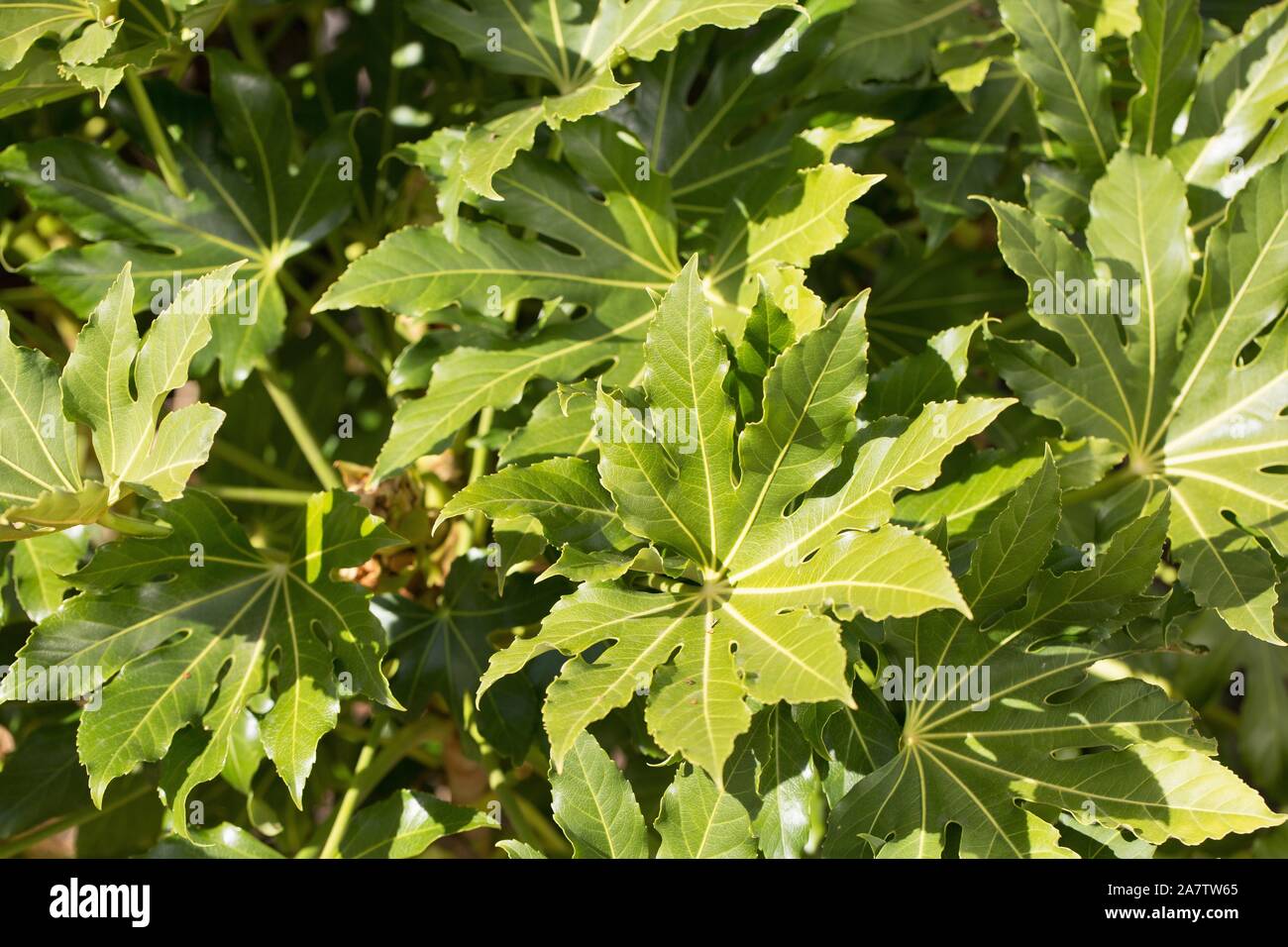 Fatsia japonica, également connu sous le nom de feuilles de papier glacé, fatsi, paperplant, faux, le ricin ou aralia japonais. Banque D'Images