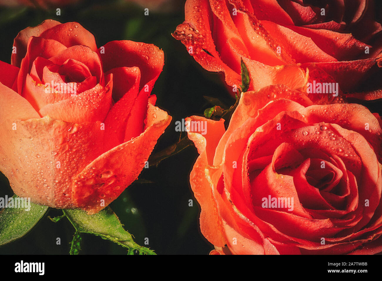 Macro vintage romantique close-up of pink rose des fleurs et des feuilles vertes avec des gouttelettes d'eau et des ombres dramatiques Banque D'Images