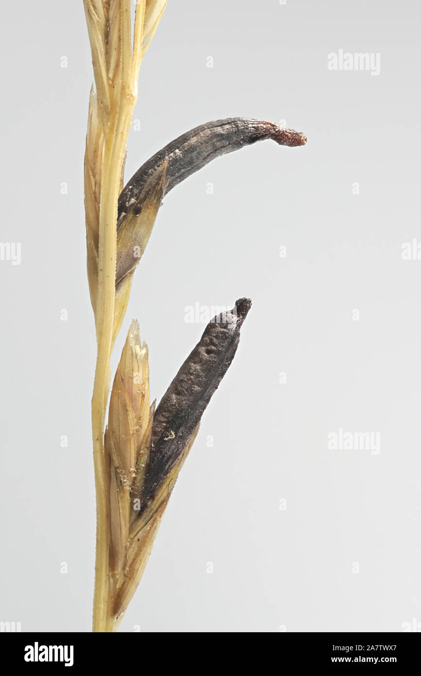 Claviceps purpurea, connu sous le nom de champignon, l'ergot sur la croissance de l'herbe des prés (Poa sp) en Finlande Banque D'Images Claviceps purpurea, connu sous le nom de champignon, l'ergot sur la croissance de l'herbe des prés (Poa sp) en Finlande Banque D'Images