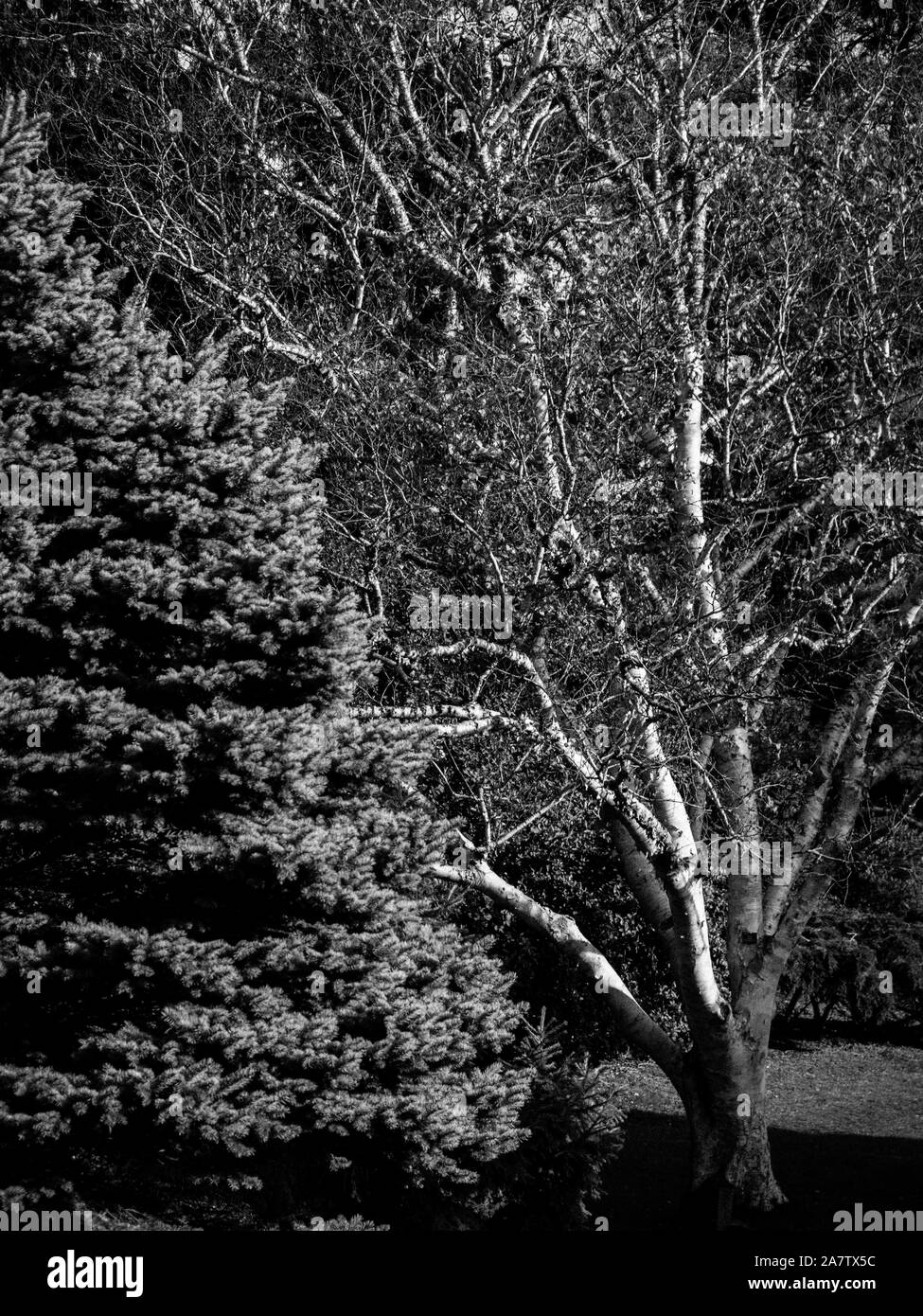 Heather Garden, La Vallée des jardins, Windsor Great Park, Surrey, Angleterre, RU, FR. Banque D'Images