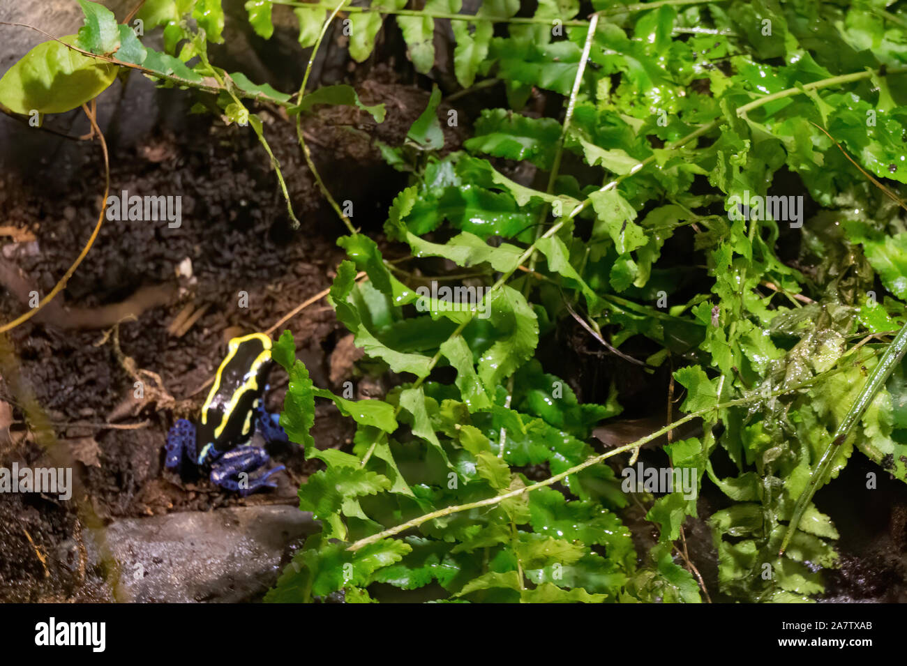 Grenouille toxique dans la forêt tropicale Banque D'Images