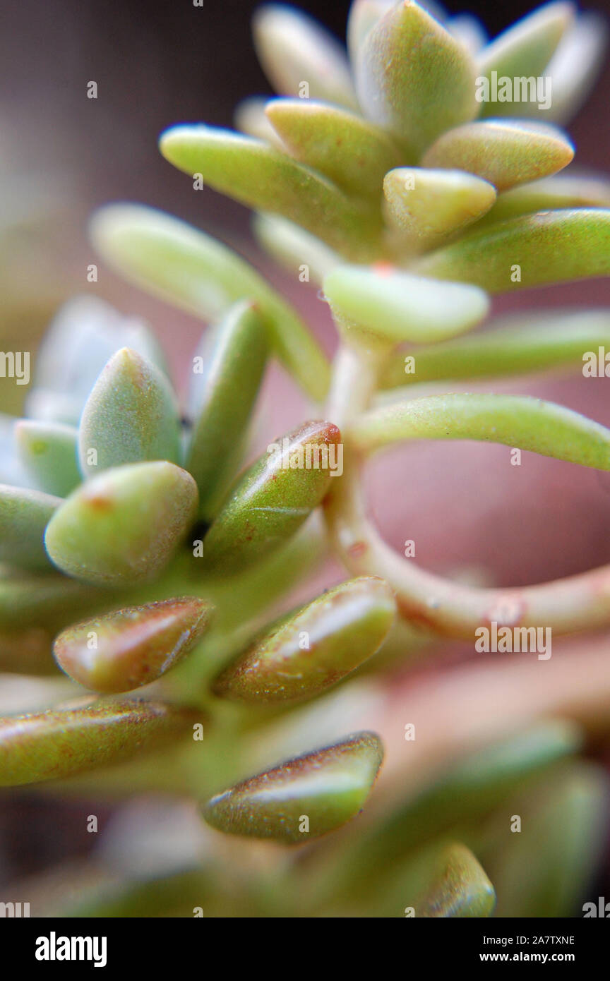 Plan Macro sur Graptosedum 'Vera Higgins'. Banque D'Images