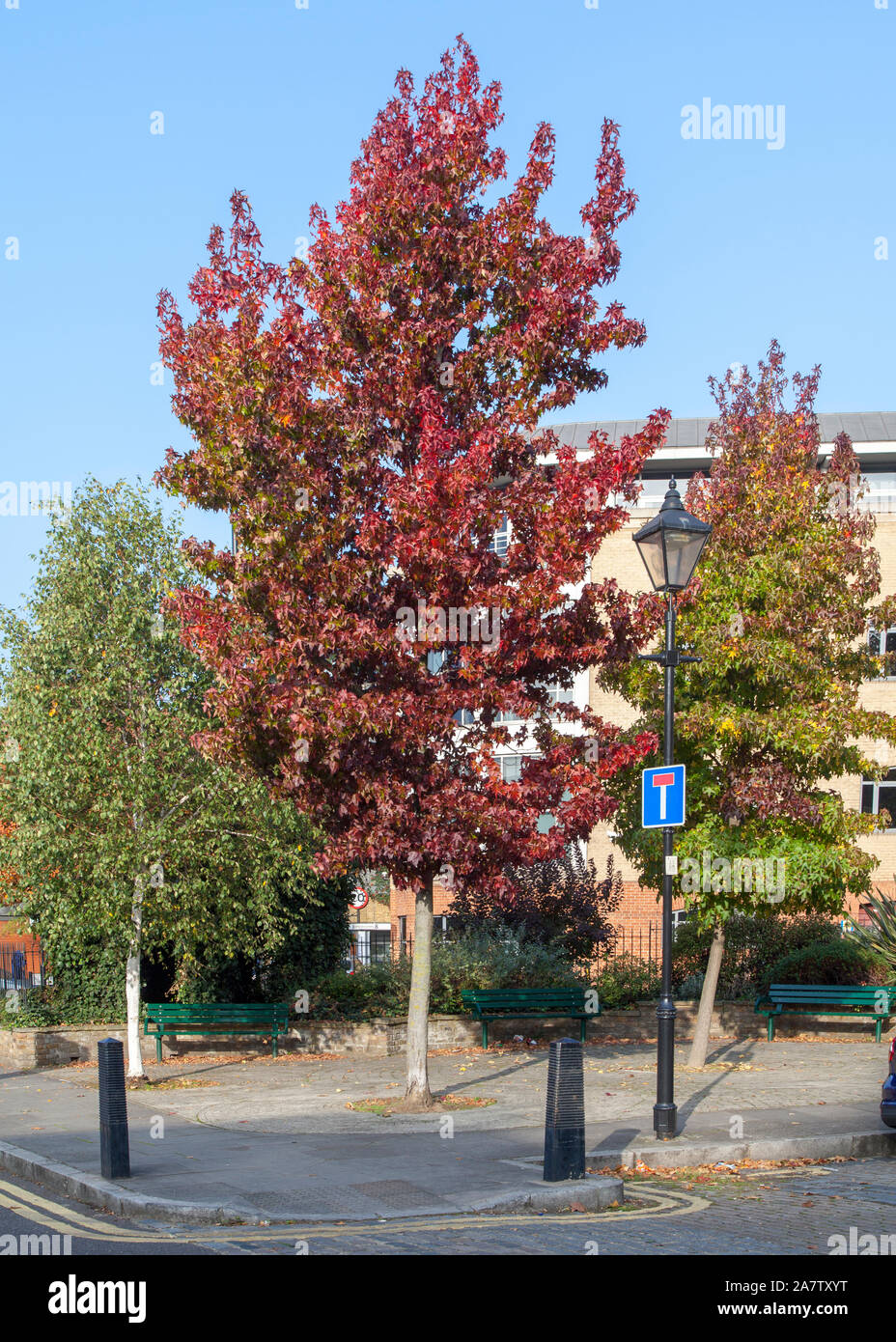 Américain d'automne liquidambar (Liquidambar styraciflua) rue arbre, Londres N1 Banque D'Images