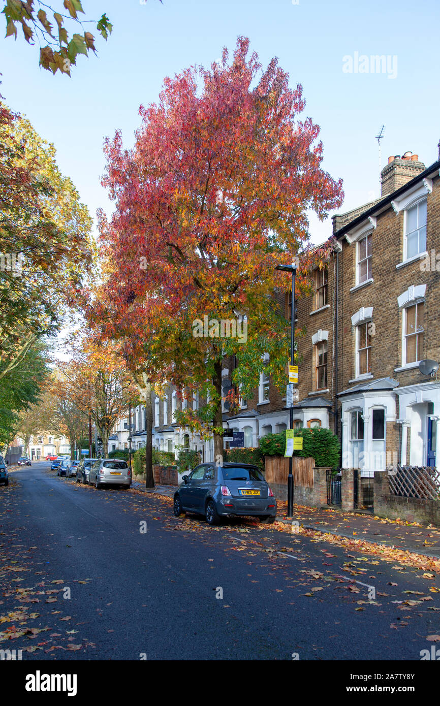 Américain d'automne liquidambar (Liquidambar styraciflua) rue arbre, Finsbury Park, London N4 Banque D'Images