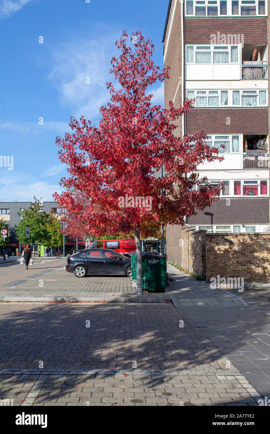Américain d'automne liquidambar (Liquidambar styraciflua) rue arbre, Deptford, Londres SE8 Banque D'Images