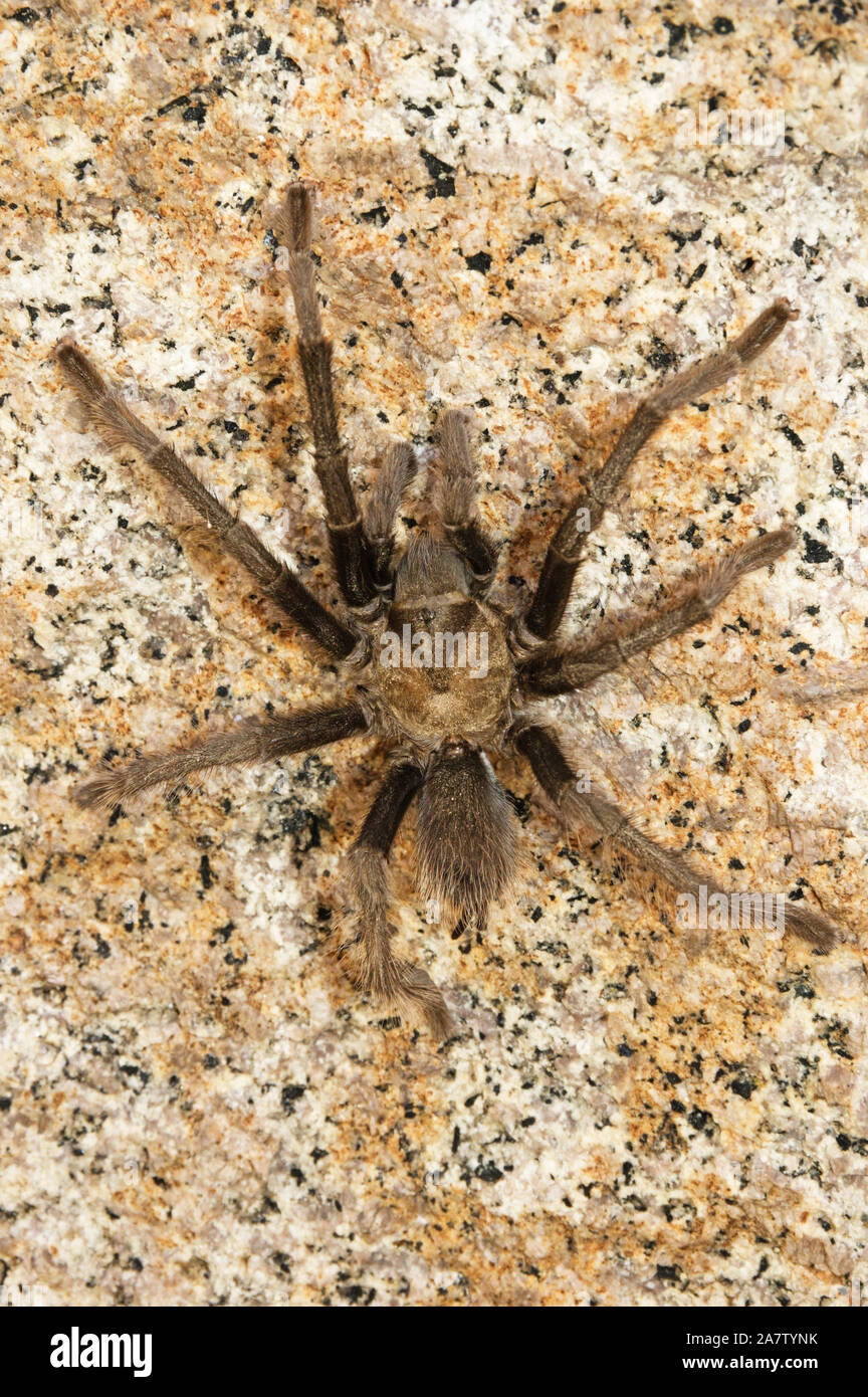 Tarantula spider sauvages de ramper sur un rocher en Californie Banque D'Images
