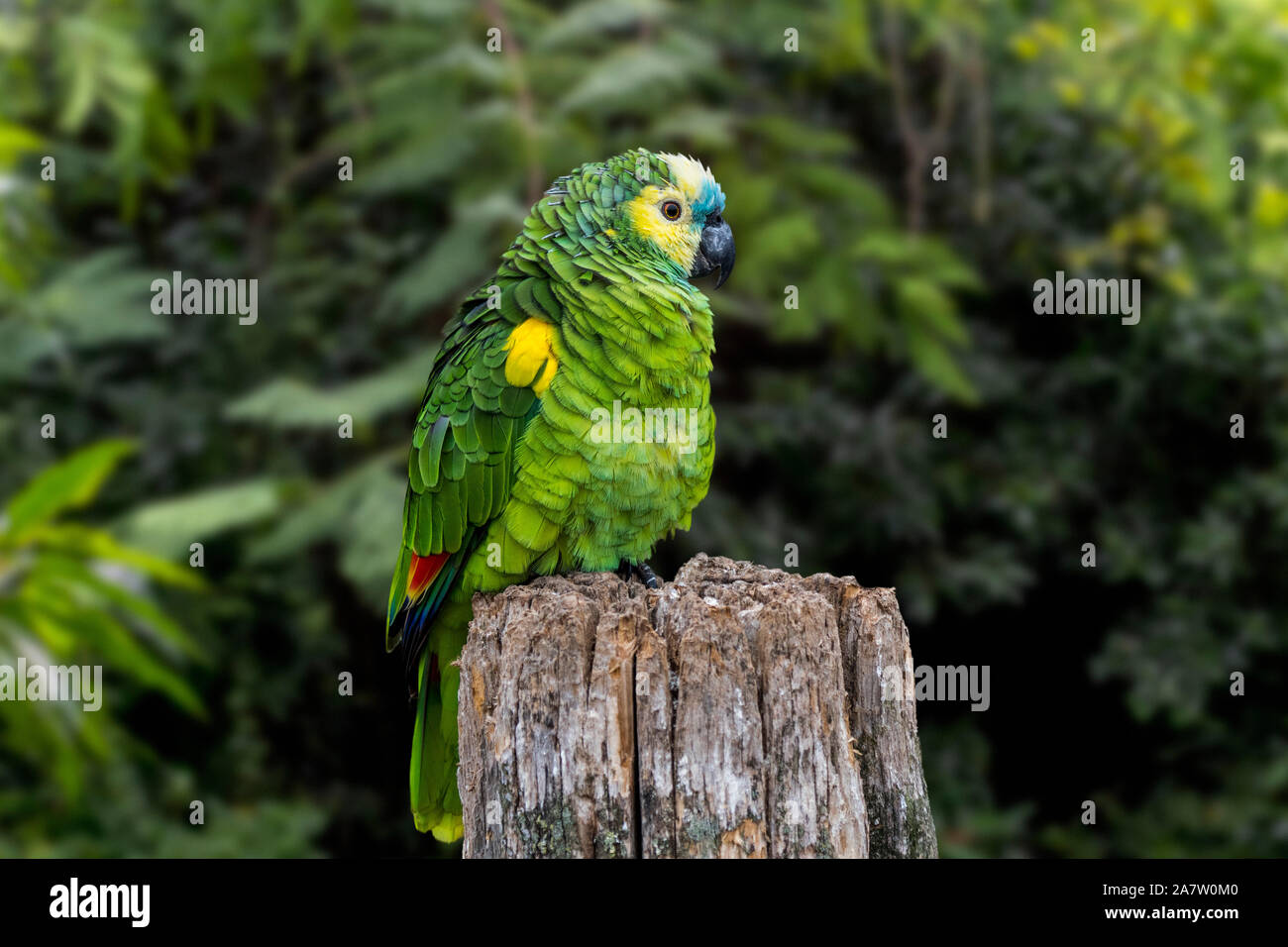 À la façade Turquoise turquoise / amazon / amazone à front à front bleu (Amazona aestiva) amazon, espèces d'Amérique du Sud d'amazon parrot Banque D'Images