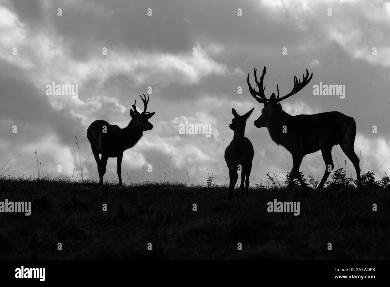 Red Deer Cervus elaphus à Holkham Park Norfolk, Royaume-Uni Banque D'Images
