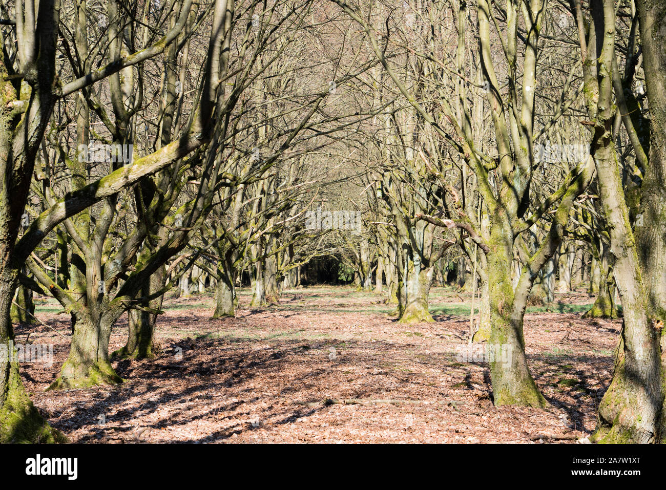 Un enterrement naturelles tombe, Warburg, Weser Uplands, Thuringe, Hesse, Allemagne Banque D'Images