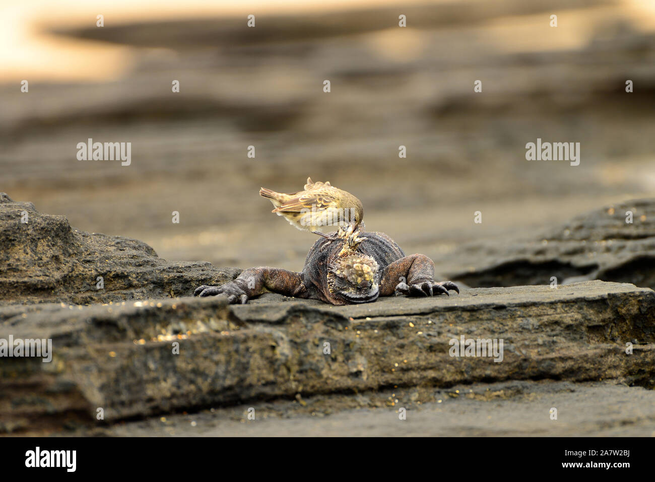 Woodpecker Finch (Camarhynchus pallidus) Nettoyage de l'arrière d'un iguane marin (Amblyrhynchus cristatus). Îles Galápagos, Puerto Egas, Santiago Banque D'Images