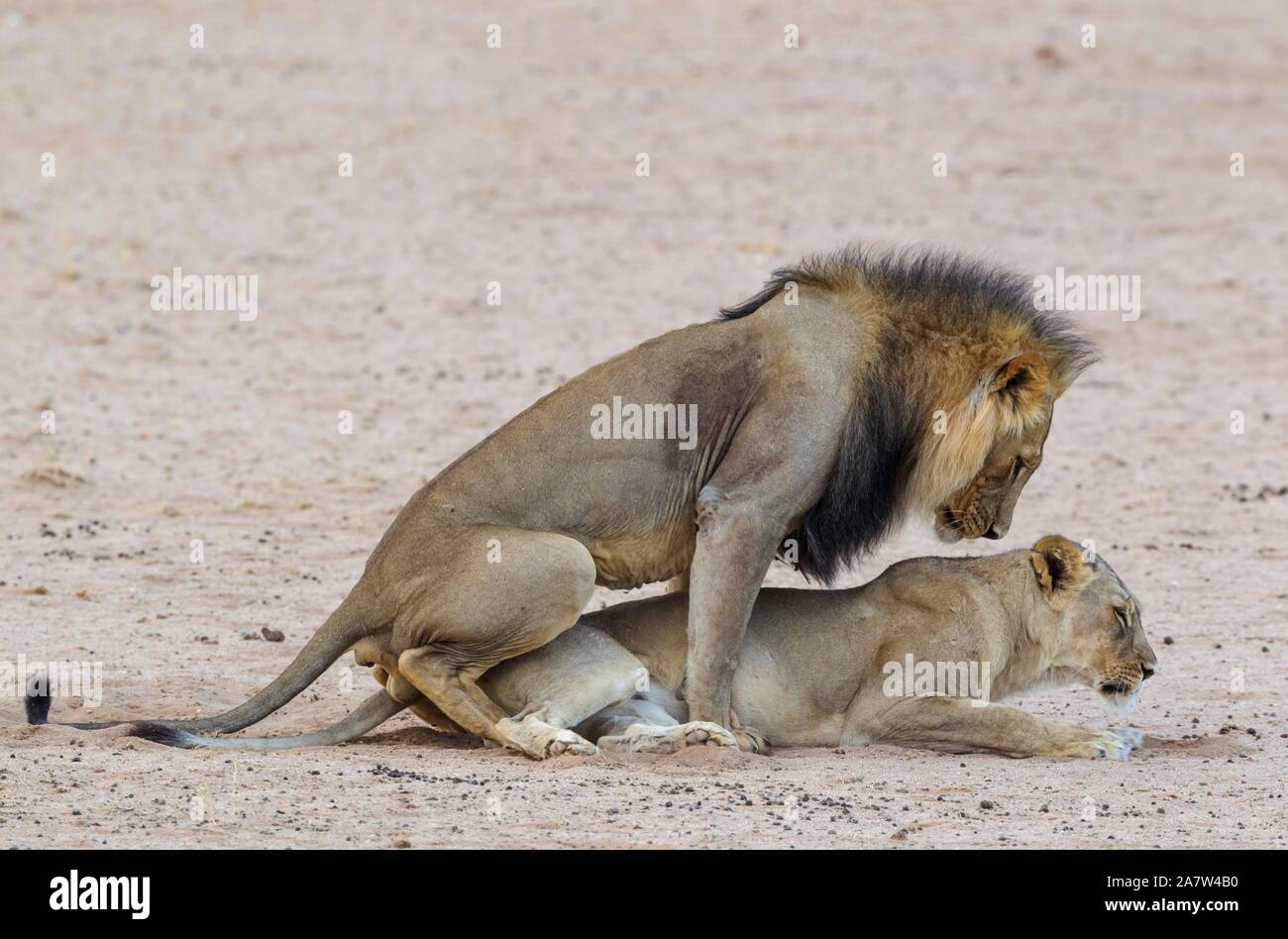 Les lions à crinière noire vernayi (Panthera leo), paire d'animaux à l'accouplement, Désert du Kalahari, Kgalagadi Transfrontier Park, Afrique du Sud Banque D'Images