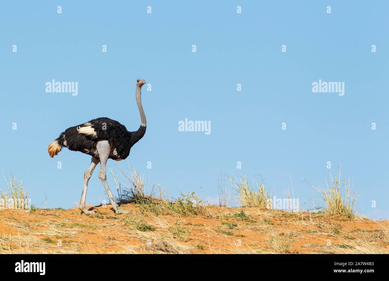 Autruche (Struthio camelus), homme de marcher sur la crête d'une dune de sable d'herbe, Désert du Kalahari, Kgalagadi Transfrontier Park, Afrique du Sud Banque D'Images