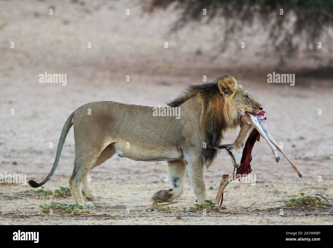 Lion à crinière noire (Panthera leo), homme vernayi avec vestiges d'une (sprinbok Antidorcas marsupialis), Désert du Kalahari, Kgalagadi Transfrontier Park Banque D'Images