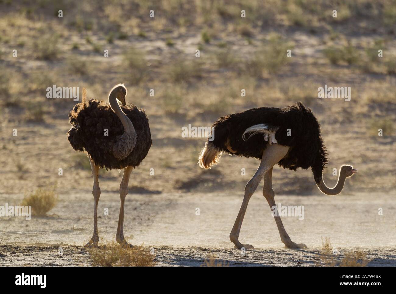 Les autruches (Struthio camelus), deux femelles au lissage, Désert du Kalahari, Kgalagadi Transfrontier Park, Afrique du Sud Banque D'Images