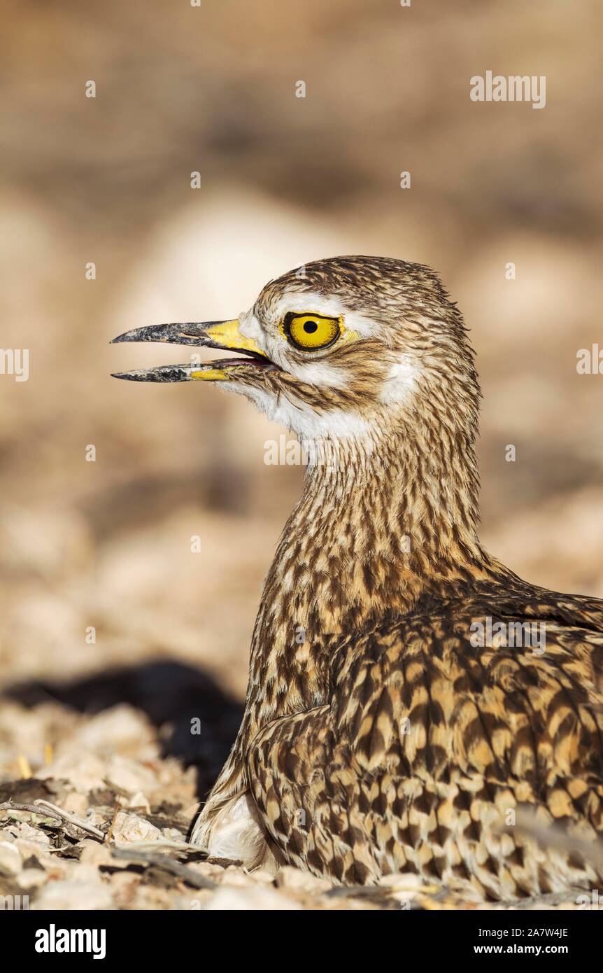 (Burhinus capensis Spotted Dikkop), animal portrait, Désert du Kalahari, Kgalagadi Transfrontier Park, Afrique du Sud Banque D'Images