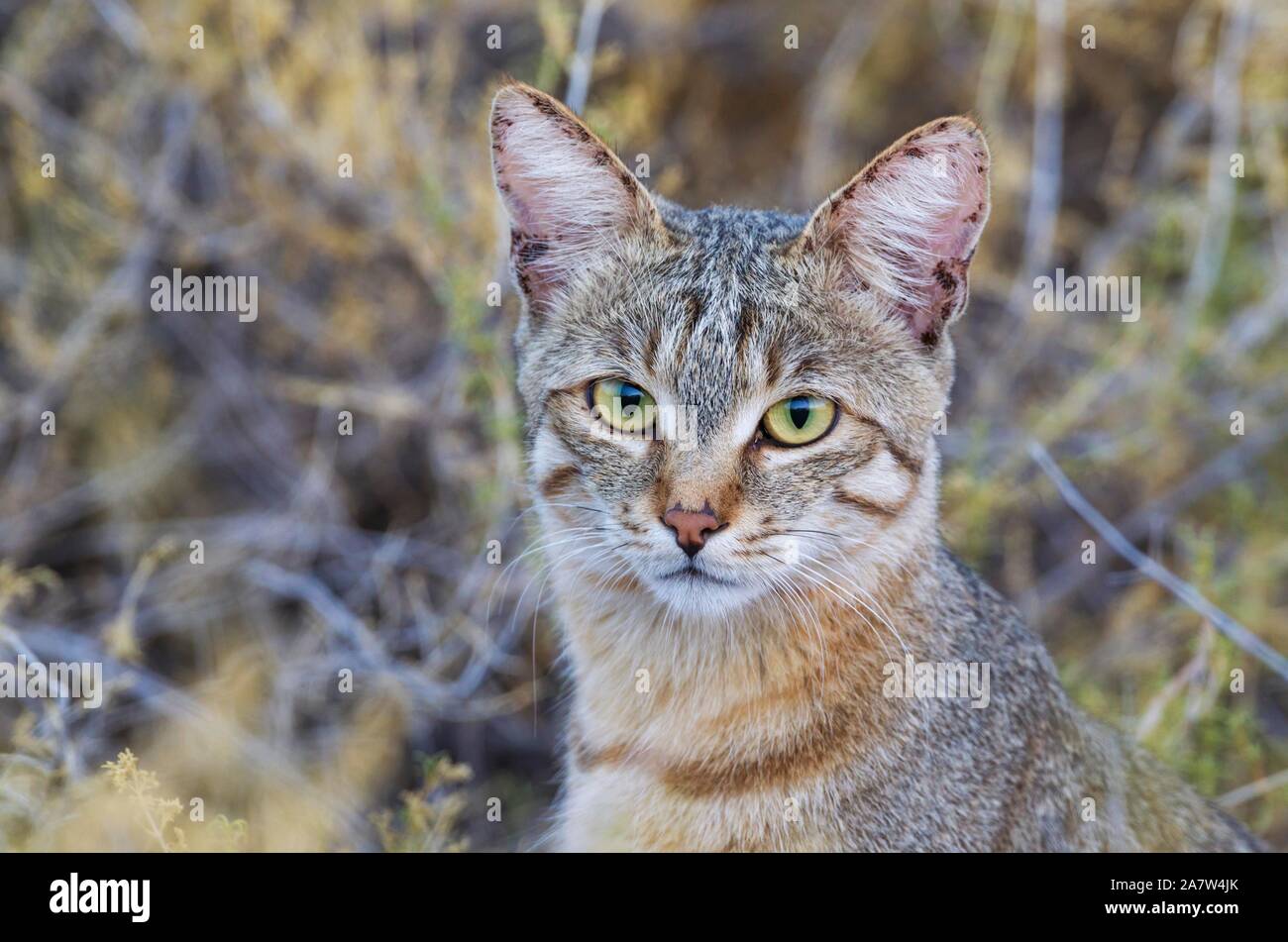 Chat Sauvage Africain (Felis silvestris lybica), animal portrait, Désert du Kalahari, Kgalagadi Transfrontier Park, Afrique du Sud Banque D'Images