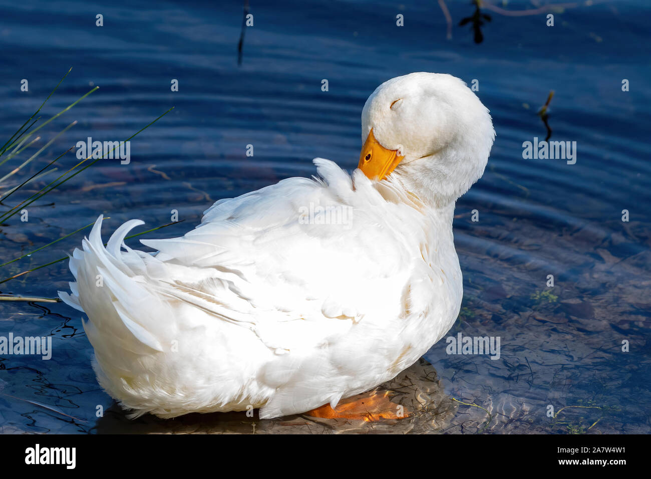 Canard de Pékin au lissage dans l'étang - Floride Banque D'Images