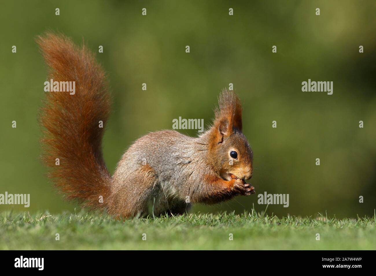 L'Écureuil roux (Sciurus vulgaris), manger une noisette, Allemagne Banque D'Images