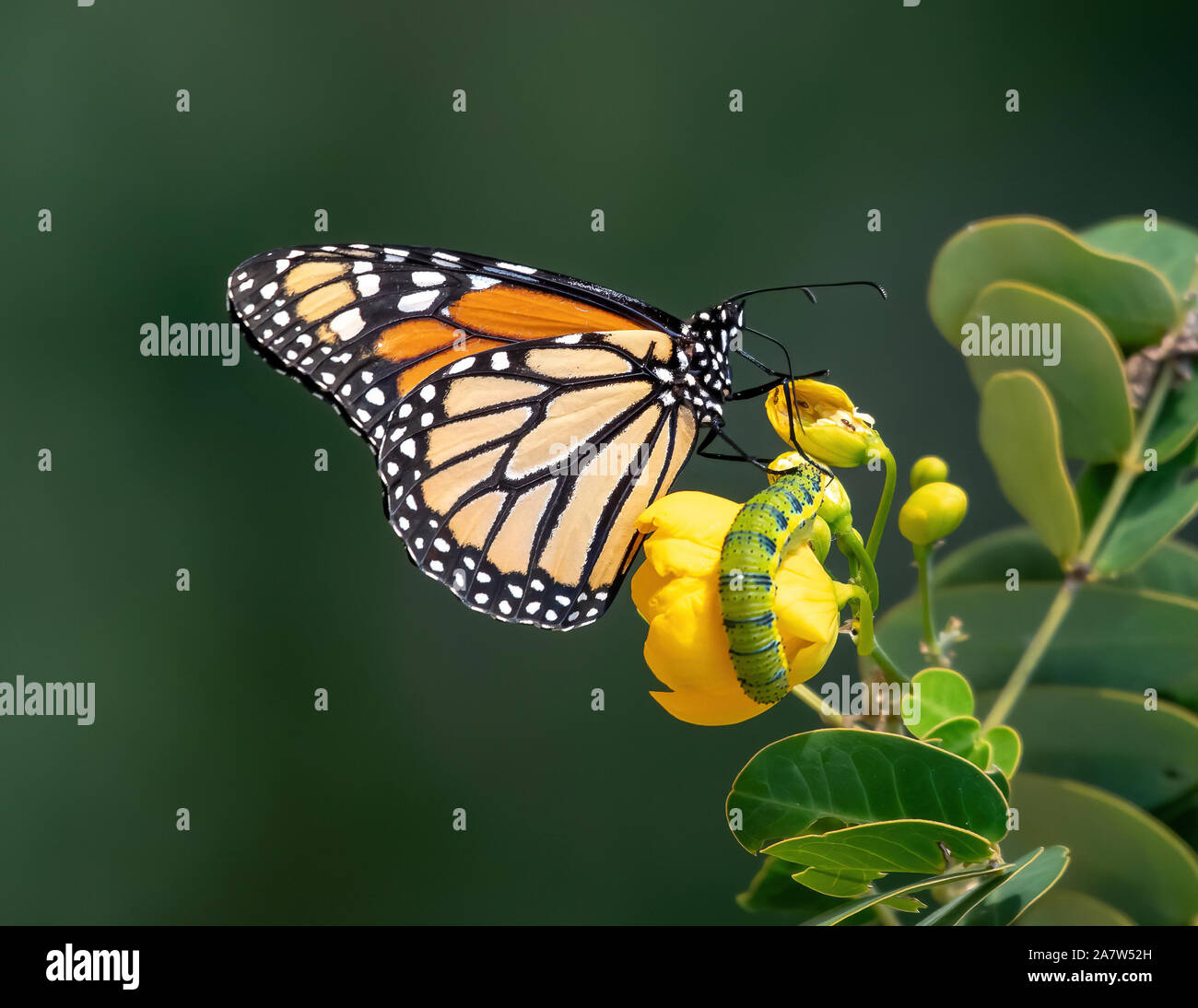 Papillon monarque et caterpillar assis sur une fleur jaune - Floride Banque D'Images