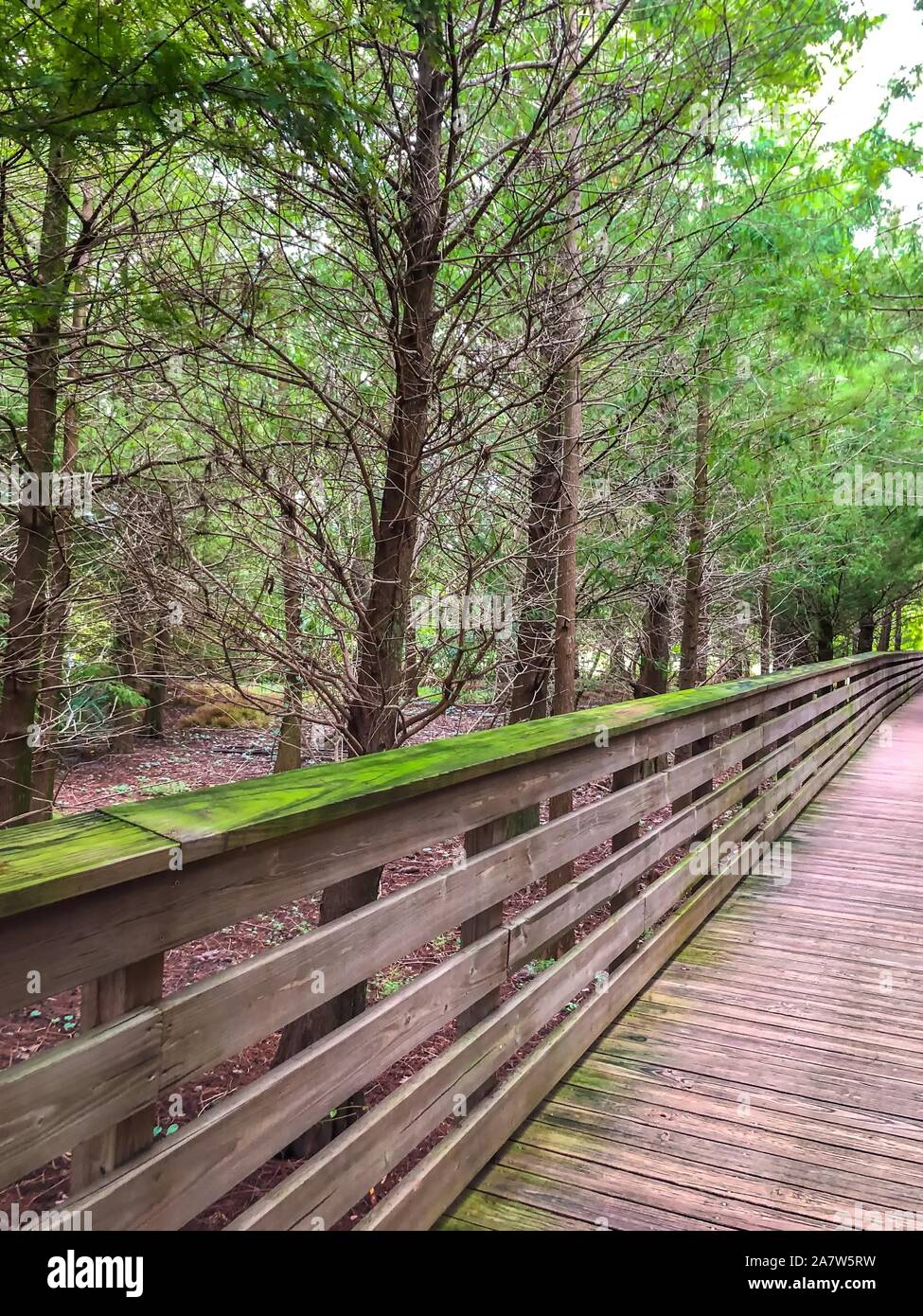 Wakodahatchee wetlands passerelles surélevées en Floride Banque D'Images