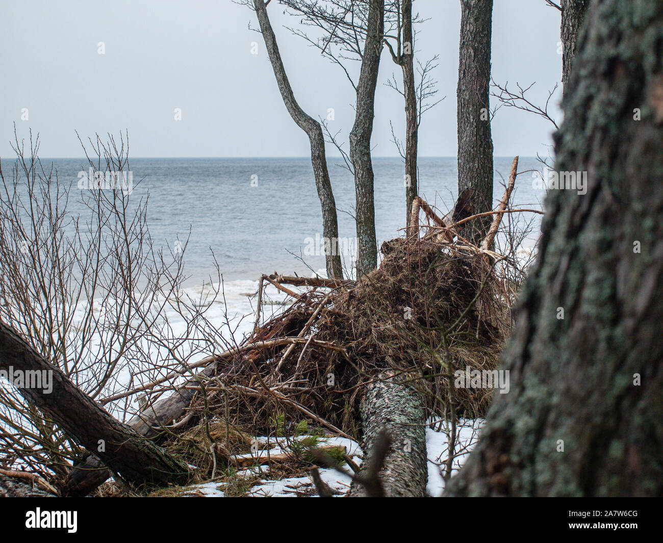 Ligne de côte Lielupe debouchment à mer Baltique après tempête avec des arbres tombés durant le gel de l'hiver avec des tons gris et ciel nuageux Banque D'Images