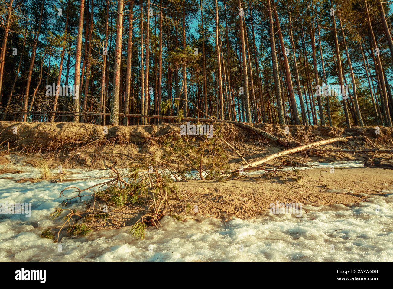 Soirée paisible Vintage coucher du soleil sur les dunes, forêt de pins avec des arbres tombés à côte de la mer Baltique avec couche de neige et ciel sans nuages bleu à contraste élevé Banque D'Images