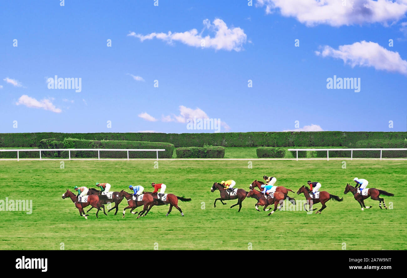 Course de chevaux sur la pelouse de l'hippodrome. Banque D'Images