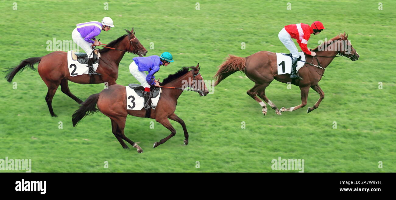 Course de chevaux sur la pelouse de l'hippodrome. Banque D'Images