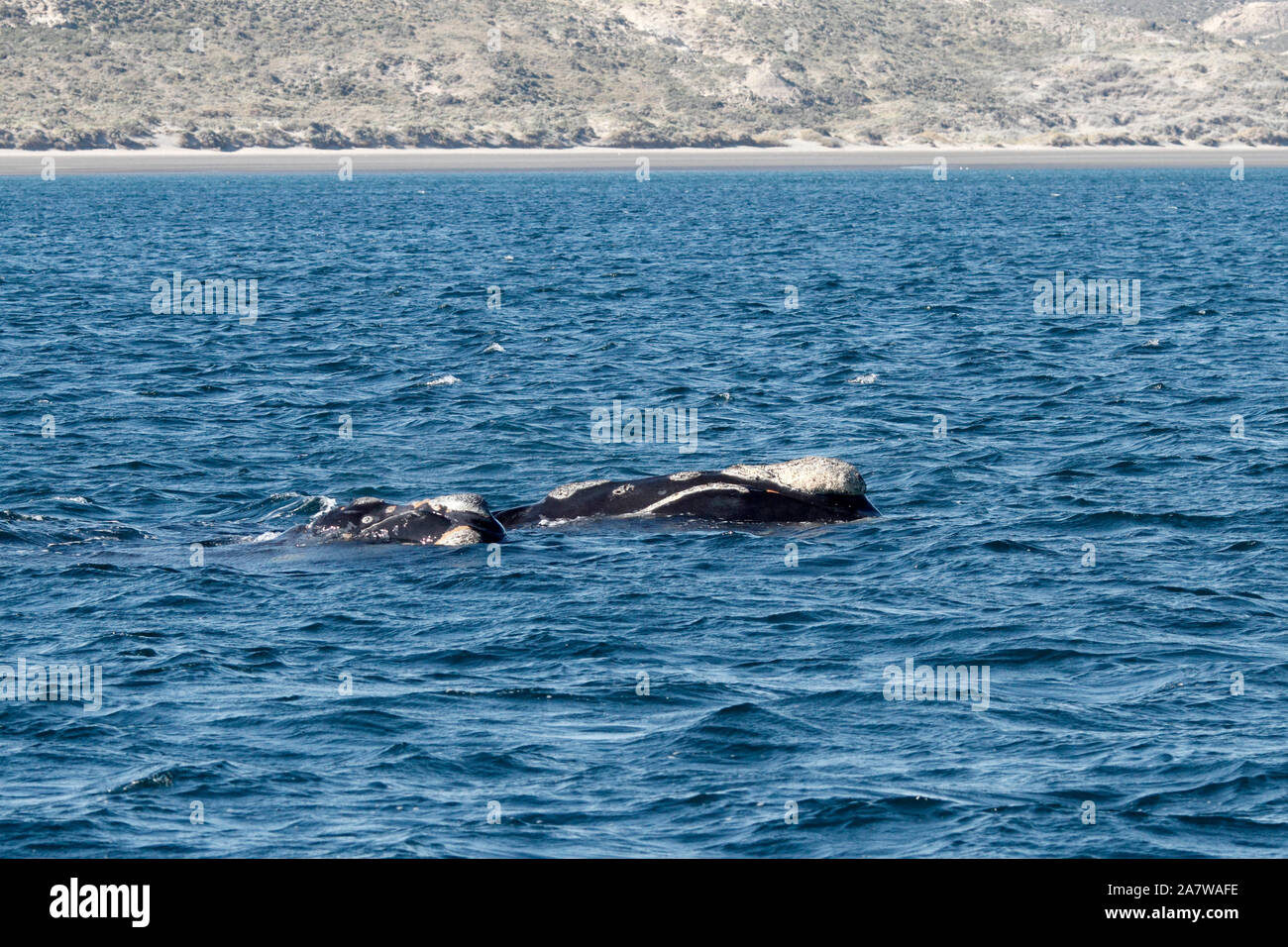 Baleine franche australe à Peninsula Valdes, Océan Atlantique. Banque D'Images