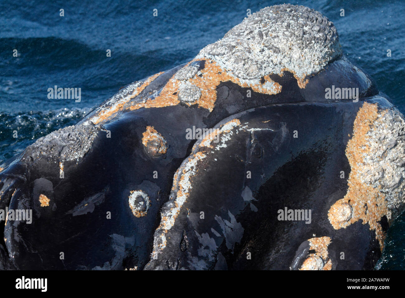 Baleine franche australe à Peninsula Valdes, Océan Atlantique. Banque D'Images