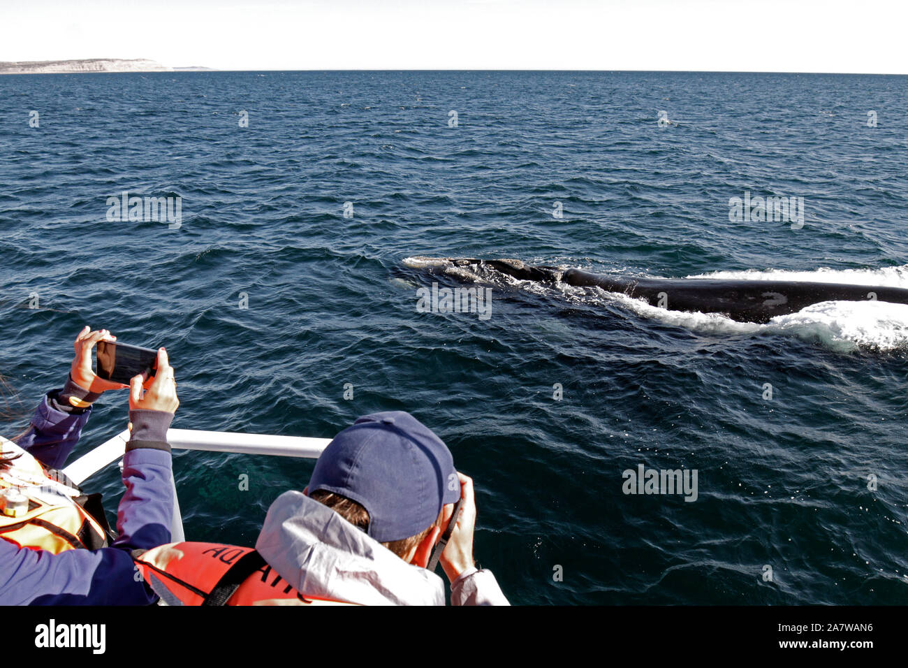 Les touristes du tournage d'une baleine franche australe à Peninsula Valdes, Océan Atlantique. D'observation des baleines. Banque D'Images