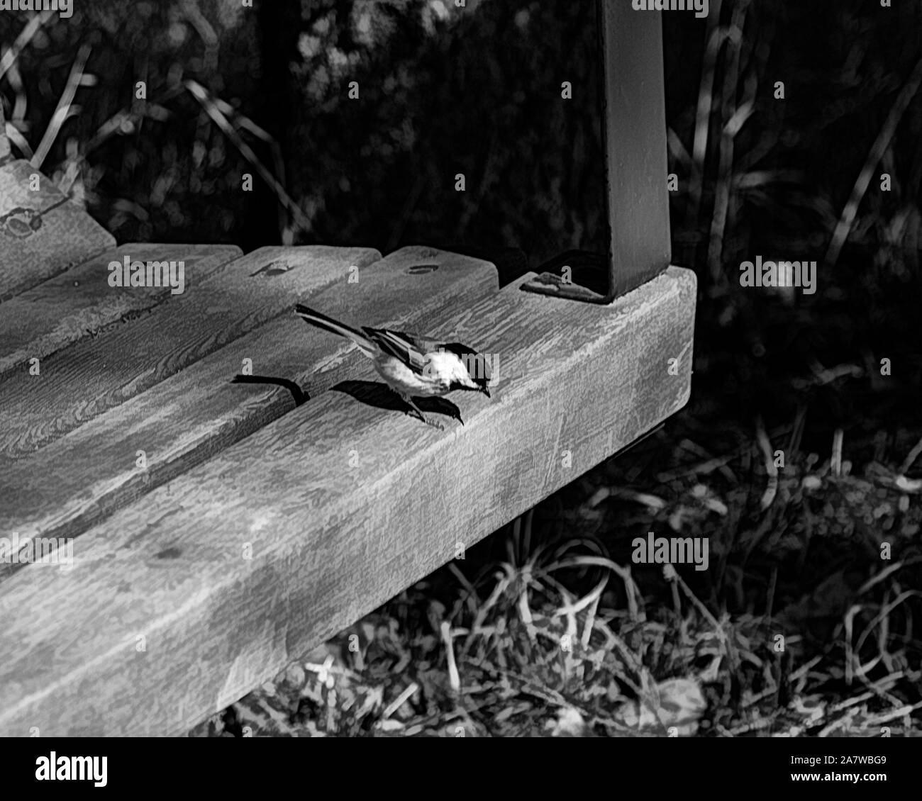 Mésange sur un banc en noir et blanc. Banque D'Images