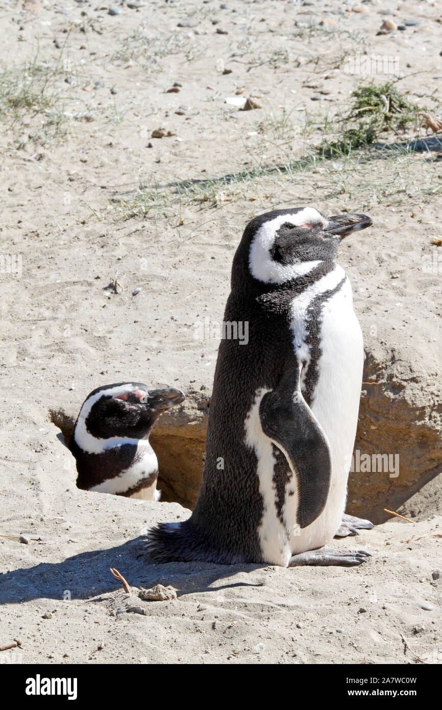 Paire d'accouplement de pingouins de Magellan à un site de nidification sous les plantes scrubby du paysage de Patagonie. Banque D'Images