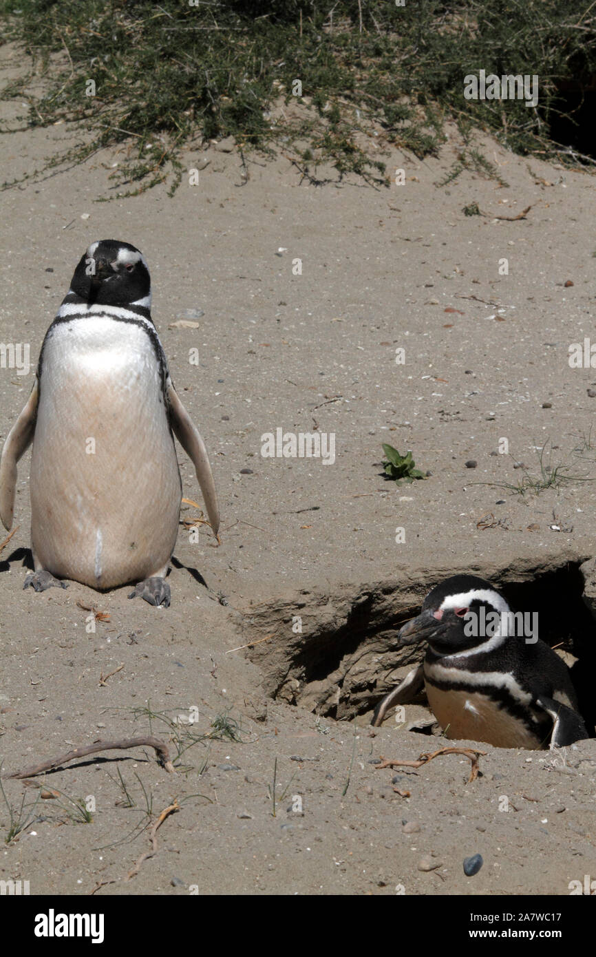 Paire d'accouplement de pingouins de Magellan à un site de nidification sous les plantes scrubby du paysage de Patagonie. Banque D'Images
