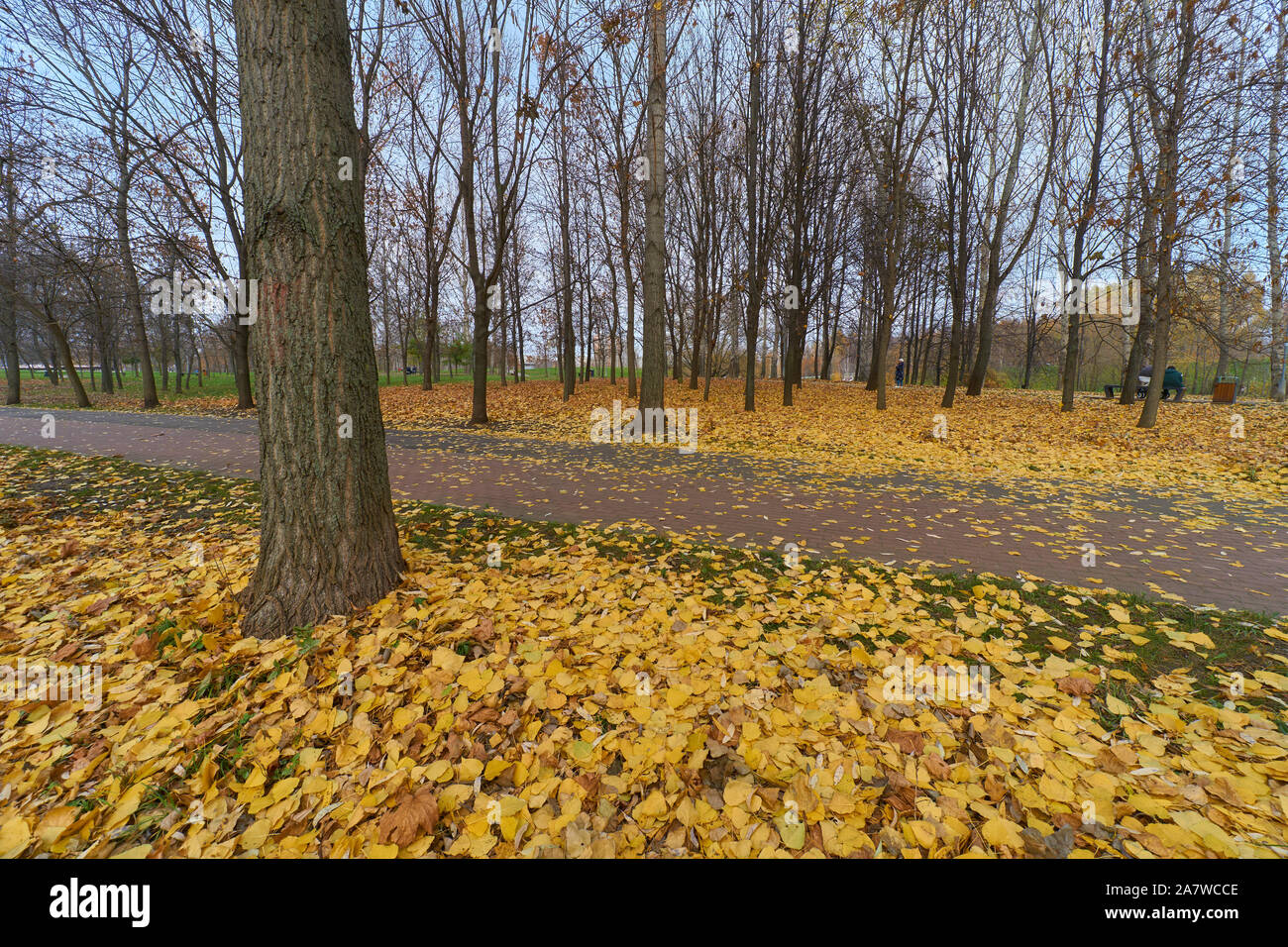 Beauté de l'abondance de feuilles tombées dans Olonetskiy proyezd Moscou le parc en automne Banque D'Images