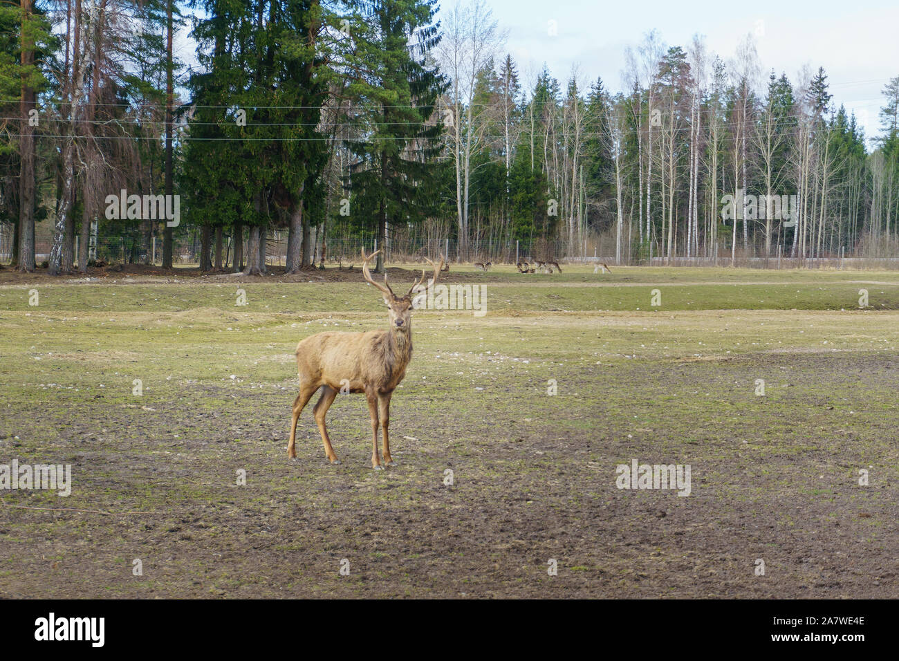 Mignon et sympathique troupeau de cerfs de Virginie Safari park en Lettonie au cours de l'alimentation au printemps ensoleillé matin avec pinède en arrière-plan et bleu ciel nuageux s Banque D'Images