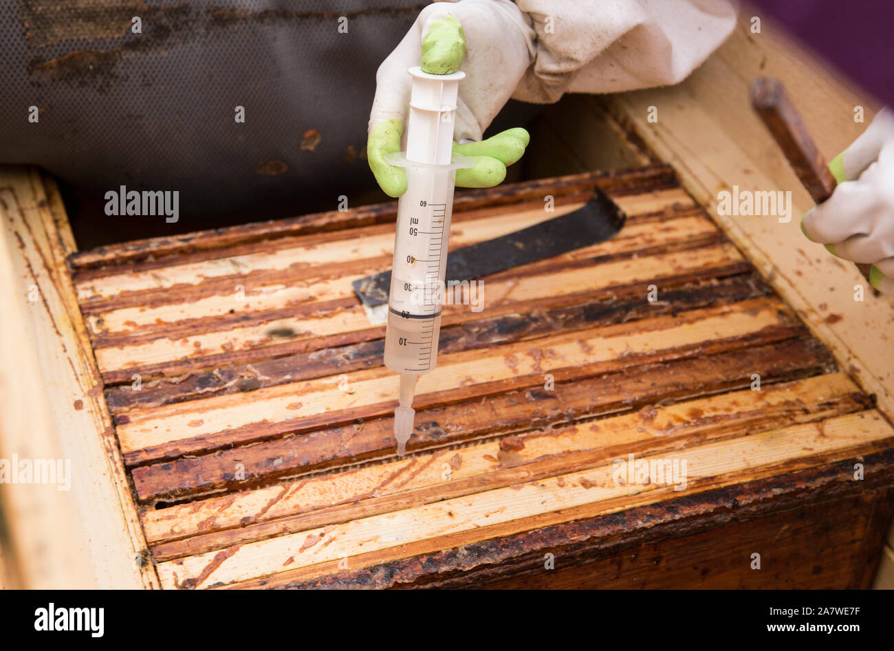 Les varroas extermination dans ruche. Applyng l'acide oxalique en solution l'eau qui tue les acariens varroa qui vivent sur l'abeille. Dans les travaux d'automne à la ferme d'abeilles. Banque D'Images
