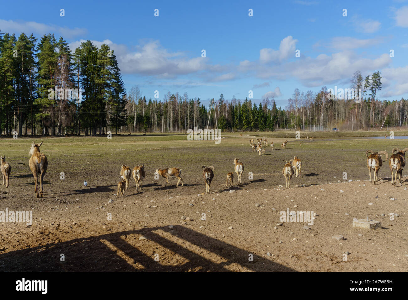 Mignon et sympathique troupeau de cerfs de Virginie Safari park en Lettonie au cours de l'alimentation au printemps ensoleillé matin avec pinède en arrière-plan et bleu ciel nuageux s Banque D'Images