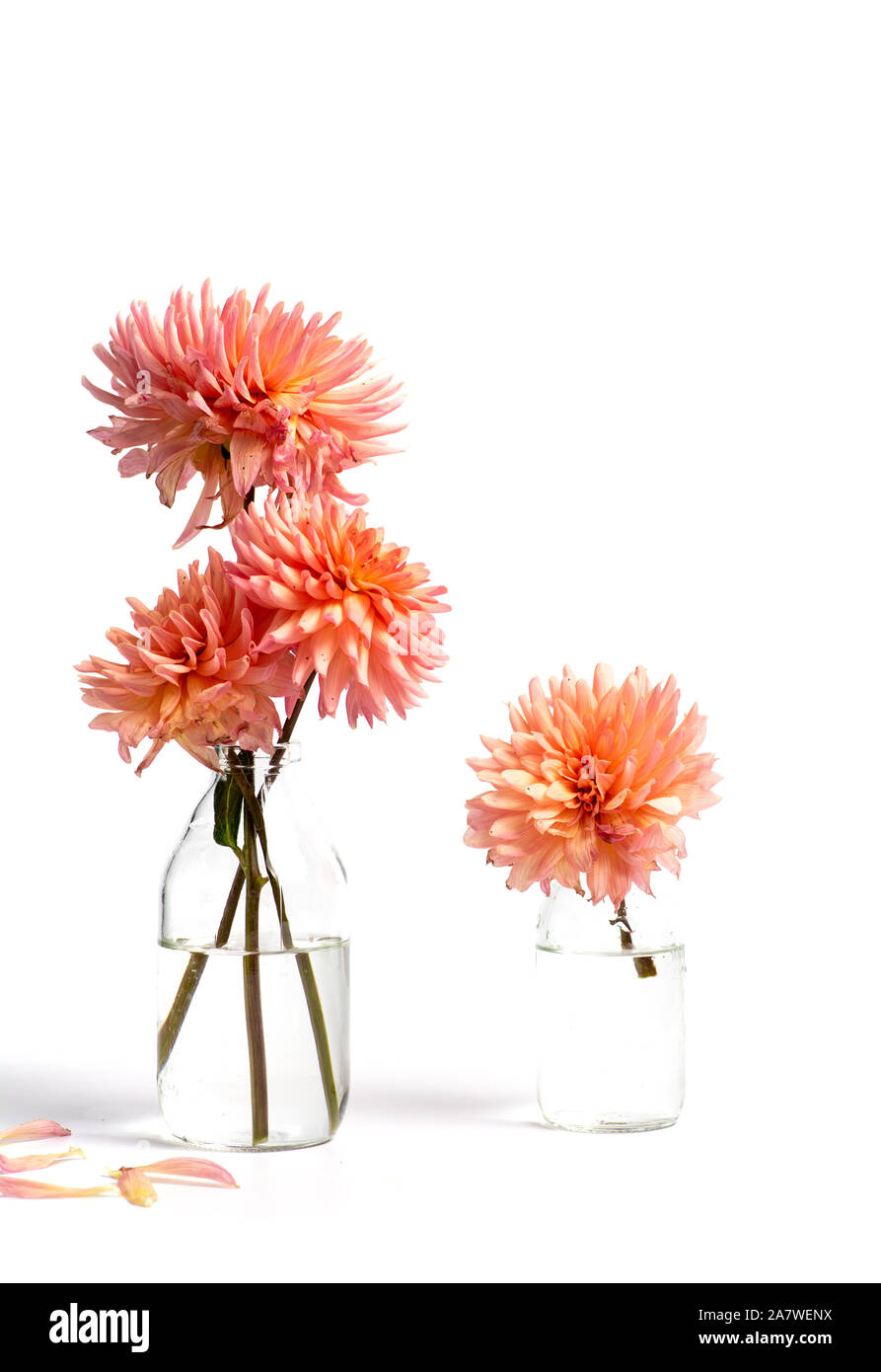 Dahlia fleurs dans un vase de verre isolé sur blanc Banque D'Images