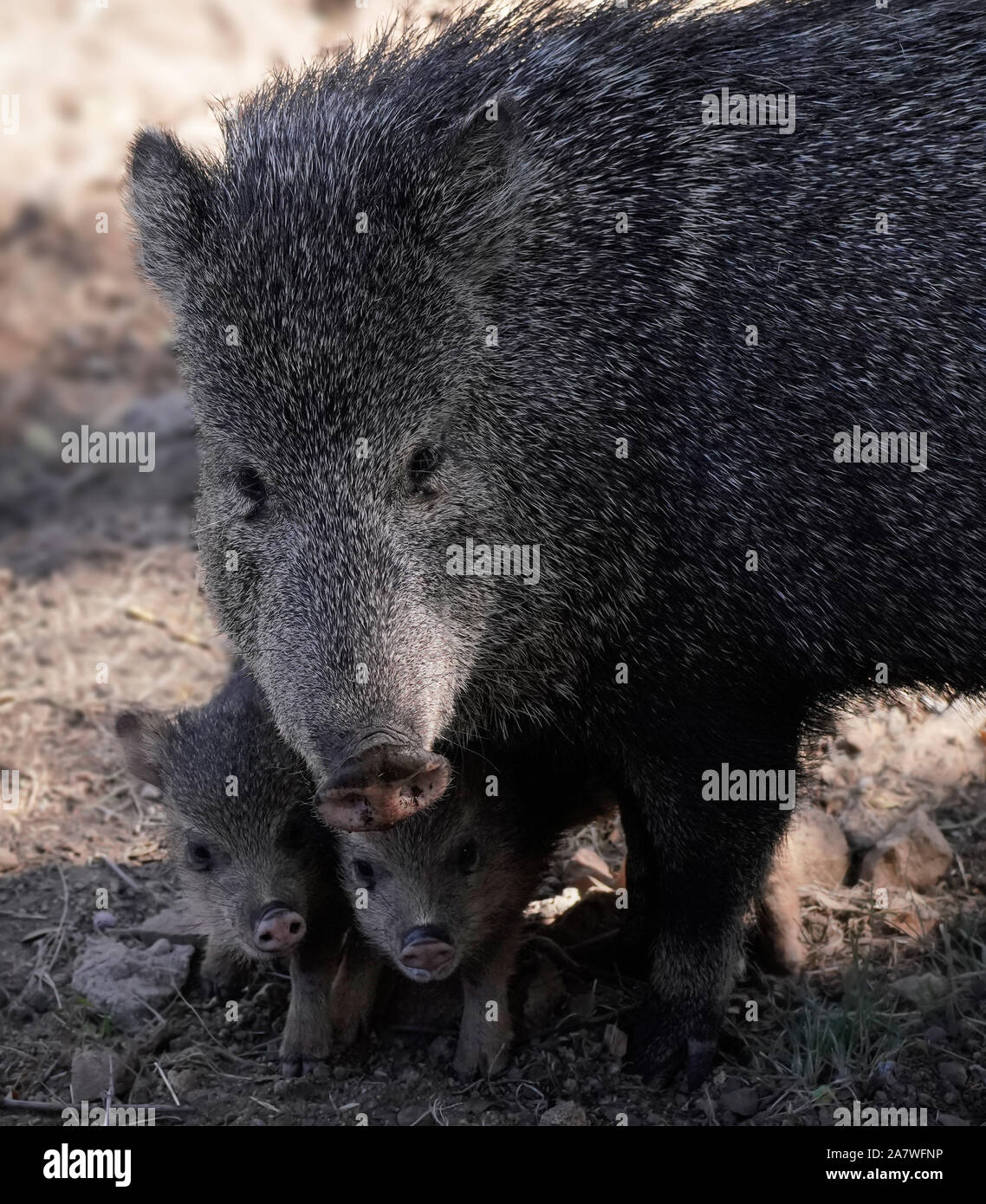 Javelina une mère fait un coffre-fort et d''un abri chaud pour son piglings nouvellement né. Banque D'Images