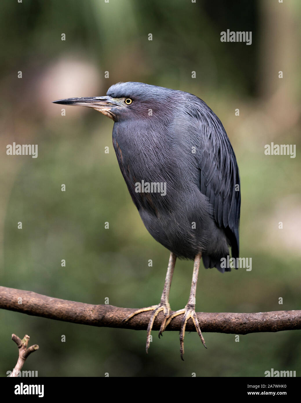 Petit oiseau Héron close up perché sur une branche d'exposer son corps, tête, yeux, bec, les pieds avec un joli fond flou d'apprécier son environnement et Banque D'Images