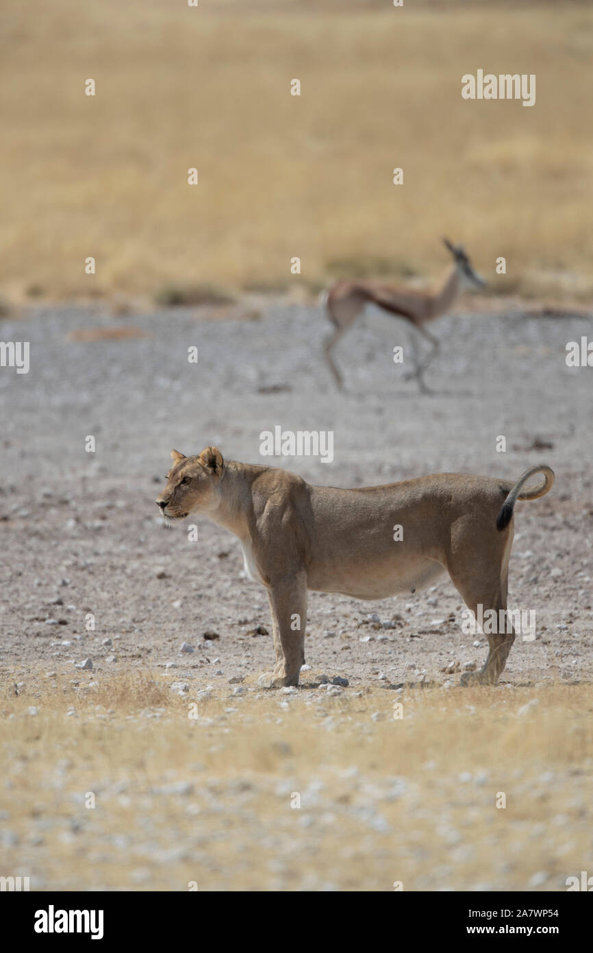 Lioness (Panthera leo) et Springboks (Antidorcas marsupialis) dans l'arrière-plan, Etosha National Park, Namibie. Banque D'Images