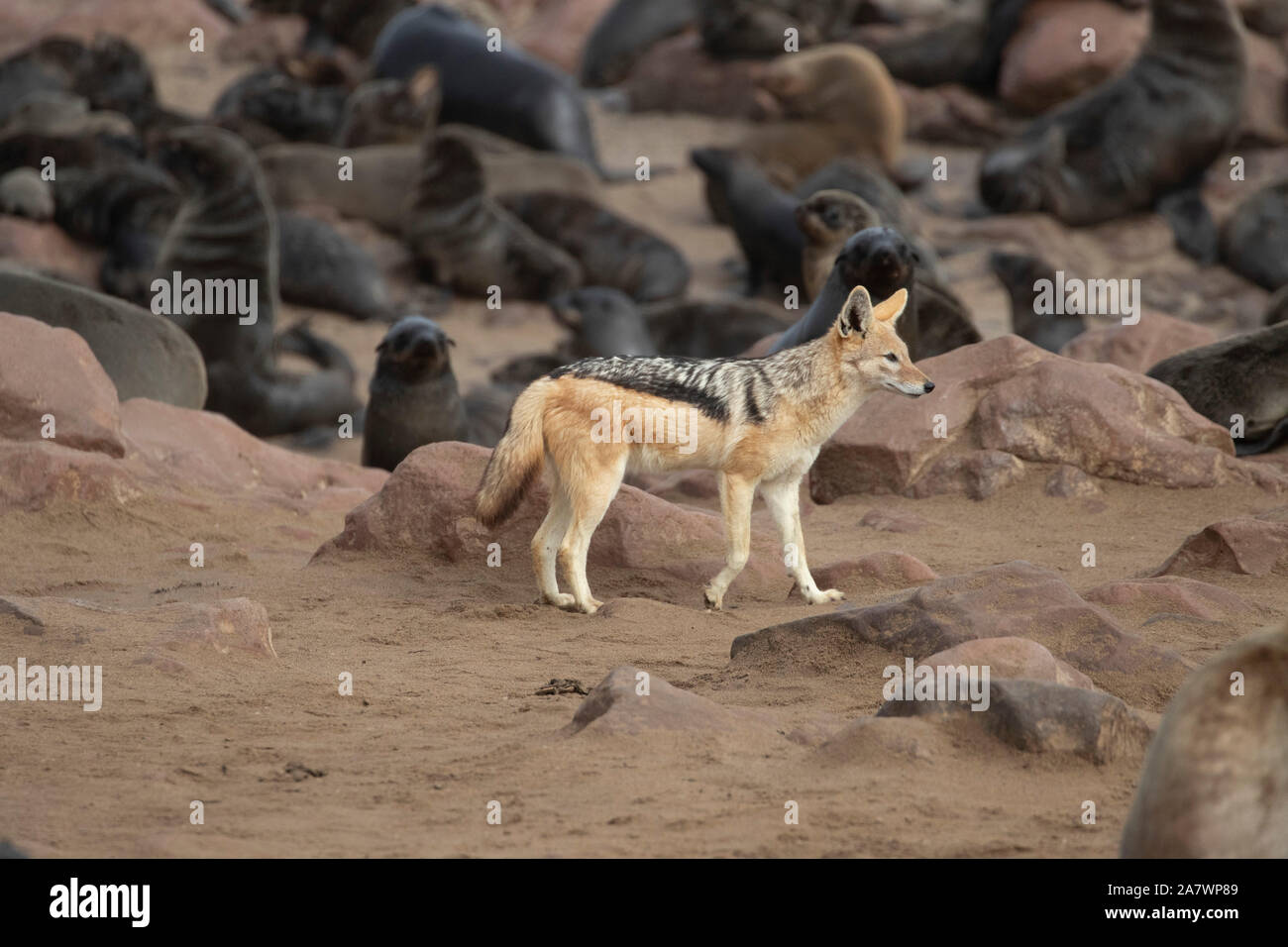 Le chacal doré (Canis aureus) chasser les phoques à Cape Cross, la Namibie Banque D'Images