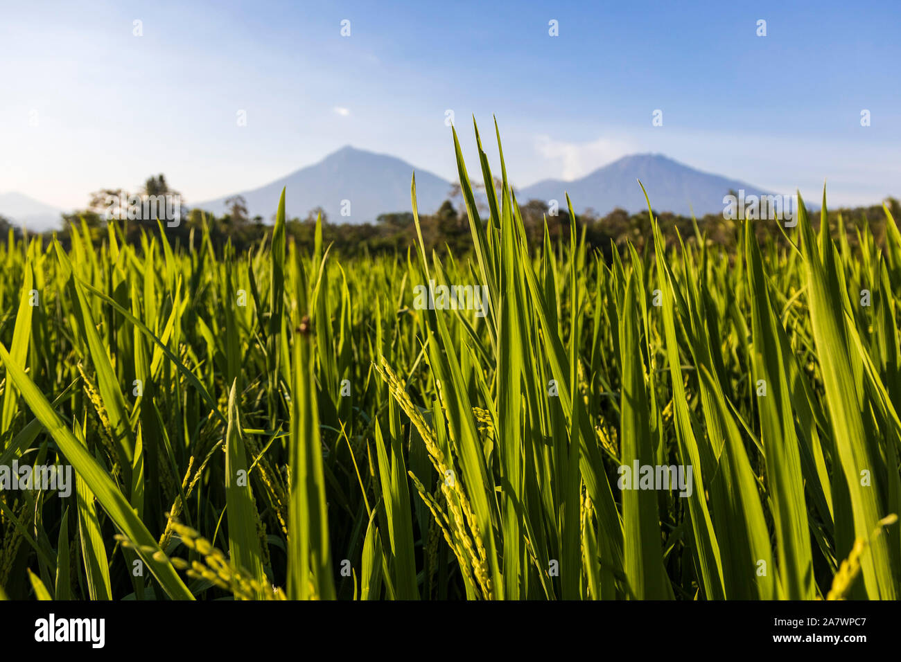 Terrasses de riz ou rizières en face des volcans à Java-est, Java Timur, Java, Indonésie, Asie du Sud-est, Asie Banque D'Images