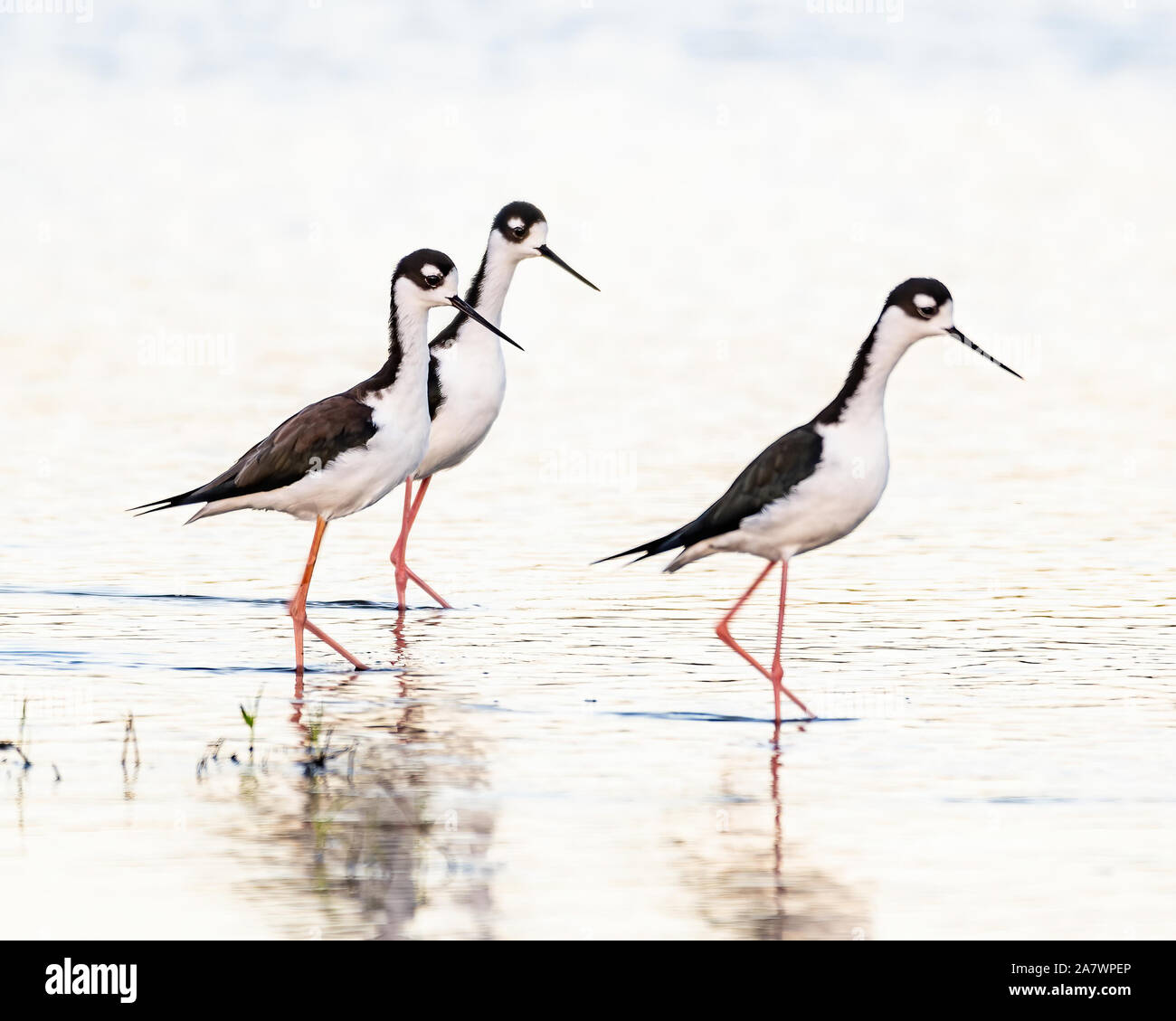 Trois pilotis pataugeant le long du bord de la rivière en Floride Banque D'Images