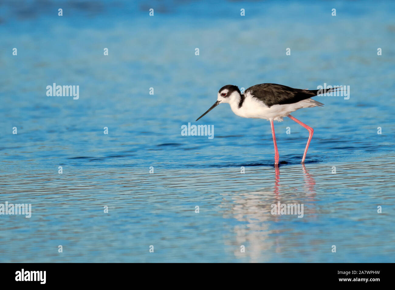 Black necked Stilt la chasse pour la nourriture au bord de la rivière Banque D'Images