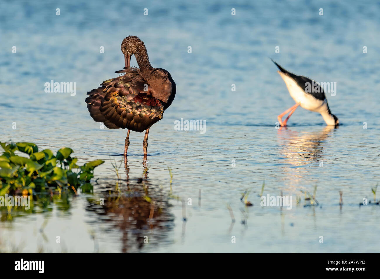 L'ibis falcinelle et stlits au bord du lac - Floride Banque D'Images