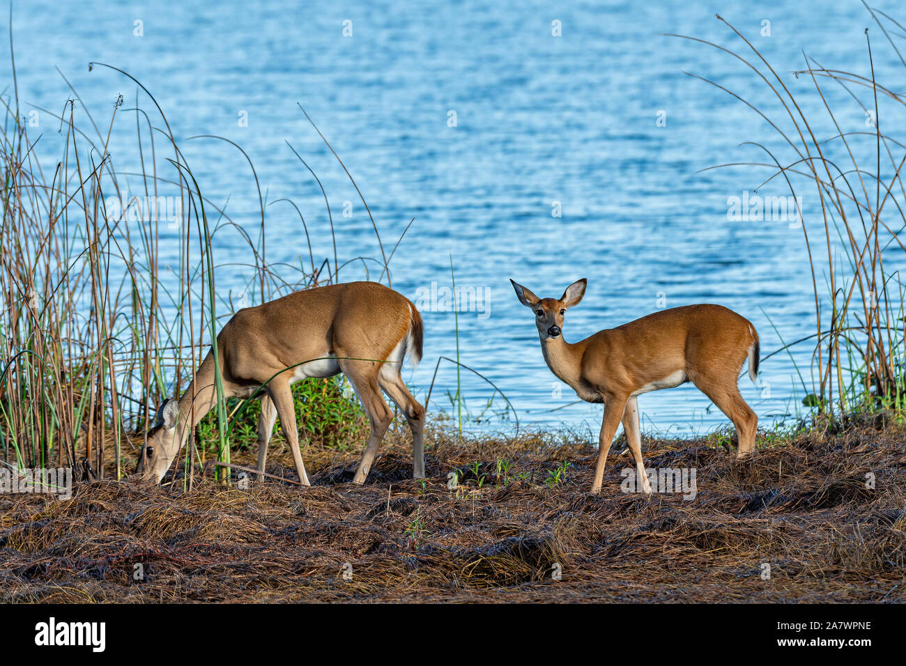 Famille de chevreuils au bord d'un lac Banque D'Images