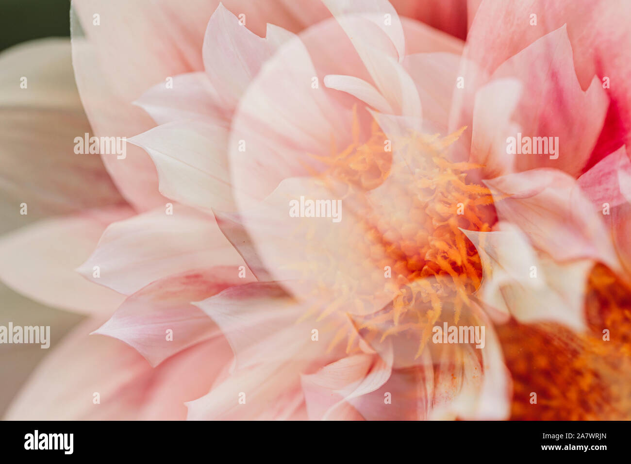 Close-up abstraite de fleur dahlia rose et blanc Banque D'Images